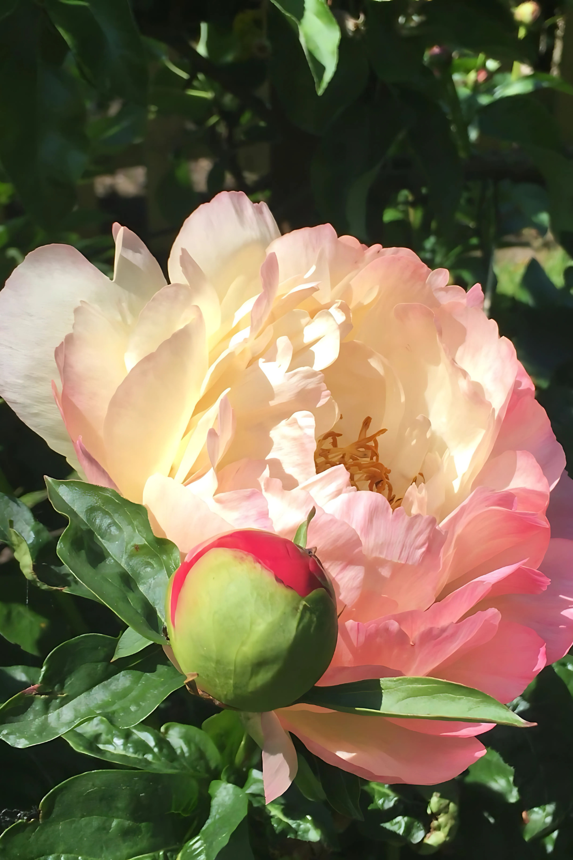 Pioenroos Pioenrozenweekend Tuin de Zumpe Doetinchem